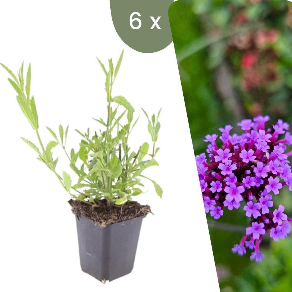Plants by Frank | 6 Eisenkraut Pflanzen | Verbena Produktbild 