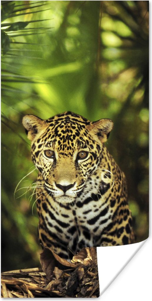 MuchoWow Poster Junger Jaguar im Dschungel 60x120 cm - Wandschmuck