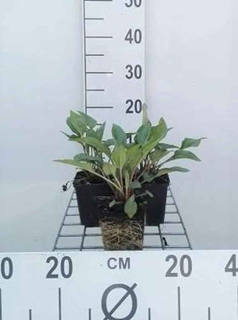 Lot de 6 Échinacées pourpres J.S. Roho - Plantes vivaces de jardin