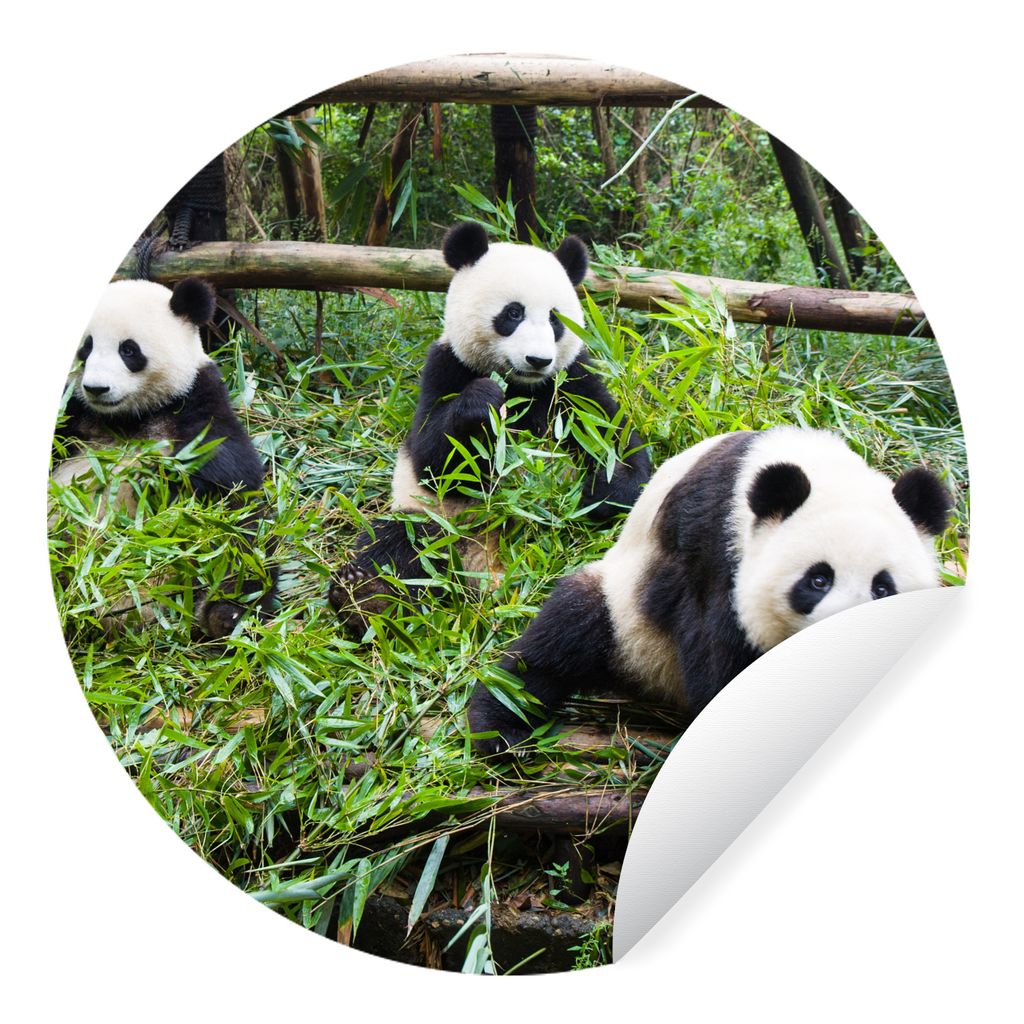 MuchoWow Runde Wandtattoo - Wandsticker Tapete Aufkleber Pandas - Bambus - Blätter Ø 50 cm Selbstklebend und Repositionierbar - Wandaufkleber -...