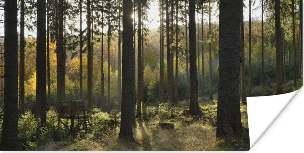 MuchoWow Poster Wald - Sommer - Sonne 150x75 cm - ohne Rahmen