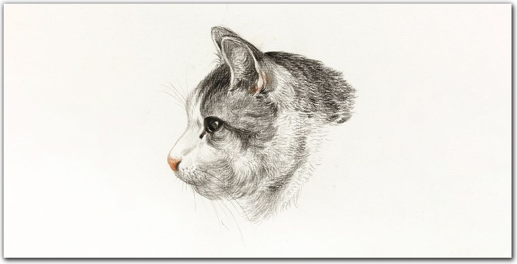 Coloray - Bild aus Glas - Glasbilder - 100 x 50 cm - Küche Wanddekoration Dekoration Wohnzimmer Gehärtetes Glas Glasblock mit Bild - Haustier Katze