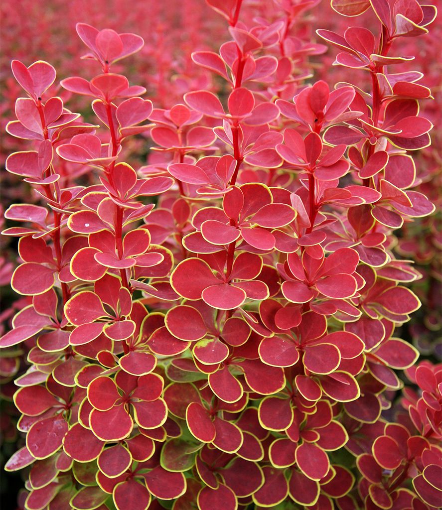A close-up view of a red barberry bush with yellow-edged leaves.