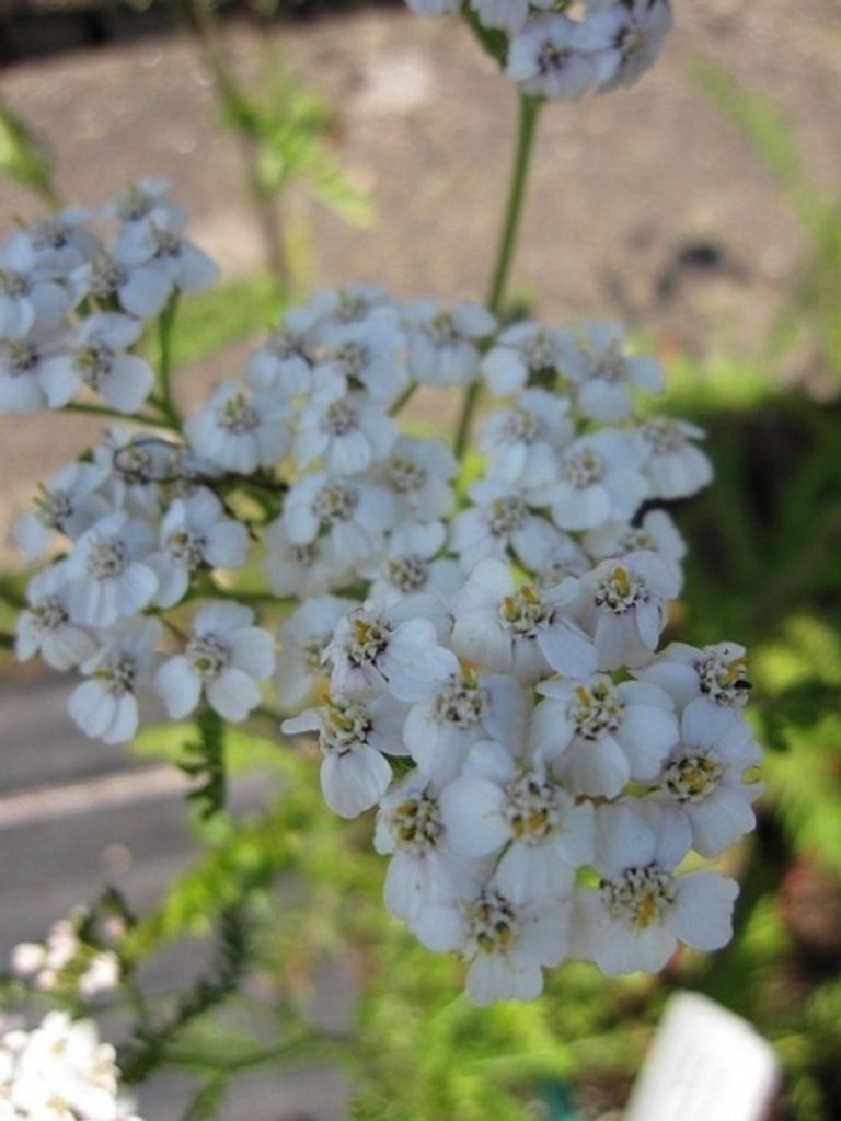 Weiße Schafgarbe White Beauty - Achillea millefolium White Beauty