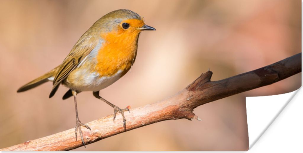 MuchoWow Poster Vogel - Zweig - Rotkehlchen 120x60 cm - Bild