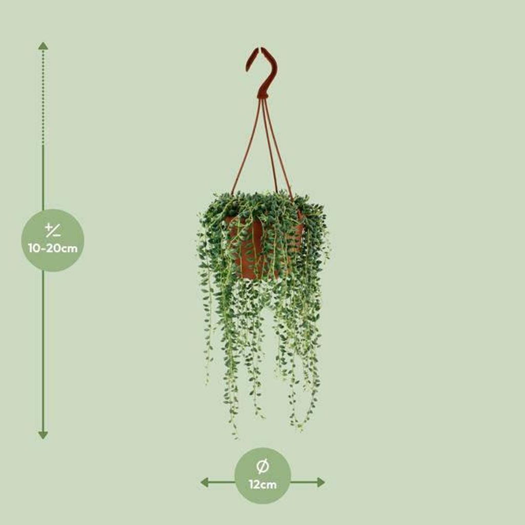 Hrachor Senecio Herreianus, izbová rastlina, priemer 12cm, Obrázok produktu 