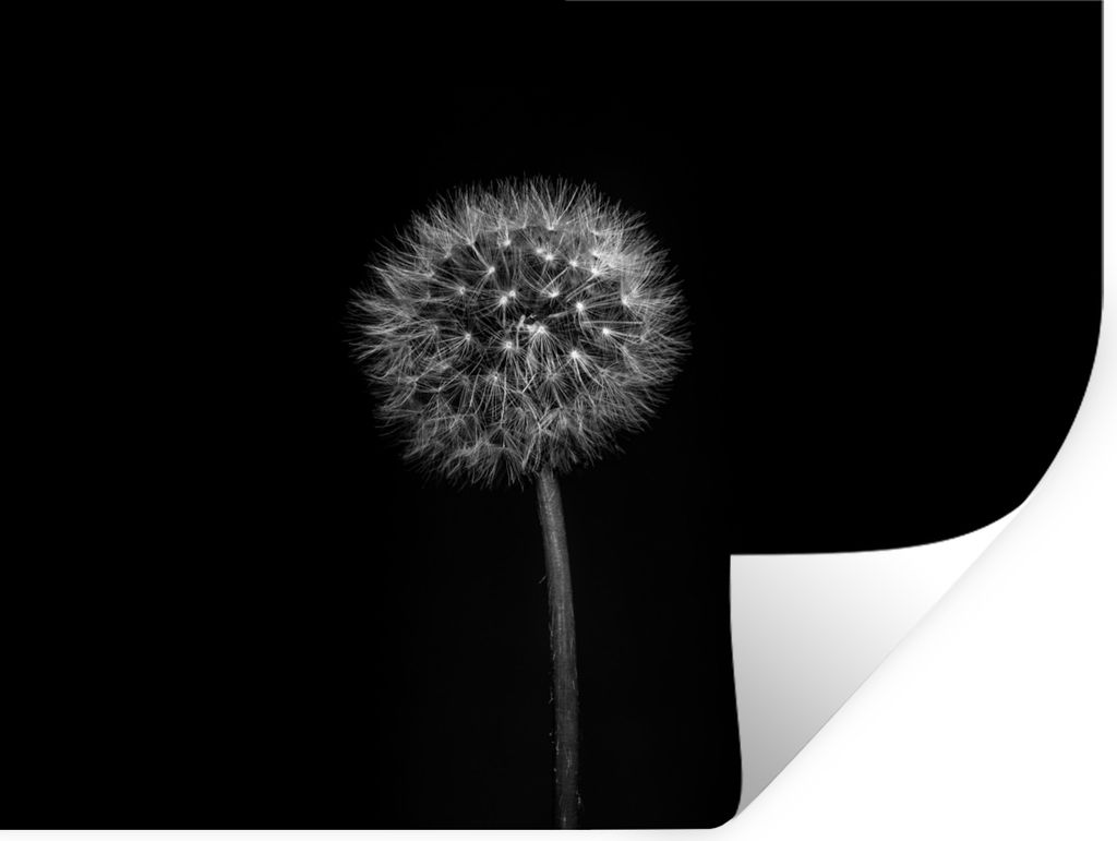 MuchoWow Wandtattoo Wandsticker Wandaufkleber Löwenzahn - Schwarz - Floral - Botanisch 80x60 cm Selbstklebend und Repositionierbar - Faltenfrei