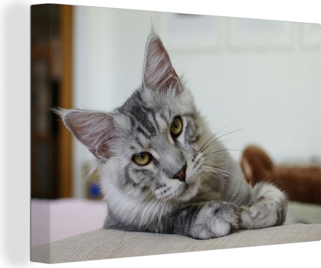 OneMillionCanvasses - Leinwandbilder - 140x90 cm, Eine liegende graue Maine Coon Katze, Wandbilder Kunstdruck Wanddekoration - Foto auf Leinwand ...