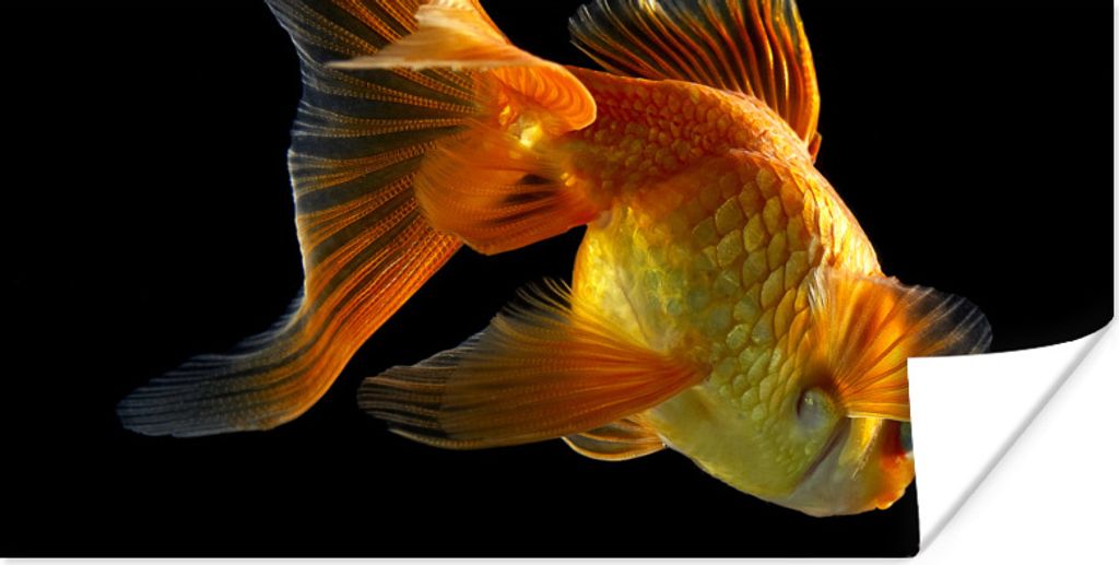 MuchoWow Poster Goldfisch - Tiere - Schwarz 160x80 cm - Foto Poster