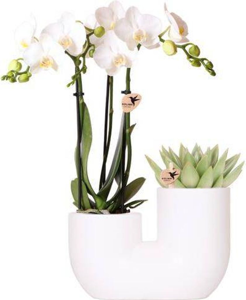 Orchidee Amabilis Weiß und Sukkulente im Tube Topf Ø9cm Pflanzset Zimmerpflanze