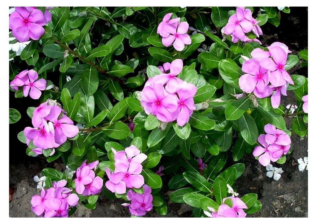 Madagaskar Immergrün - Catharanthus roseus - 100+ Samen