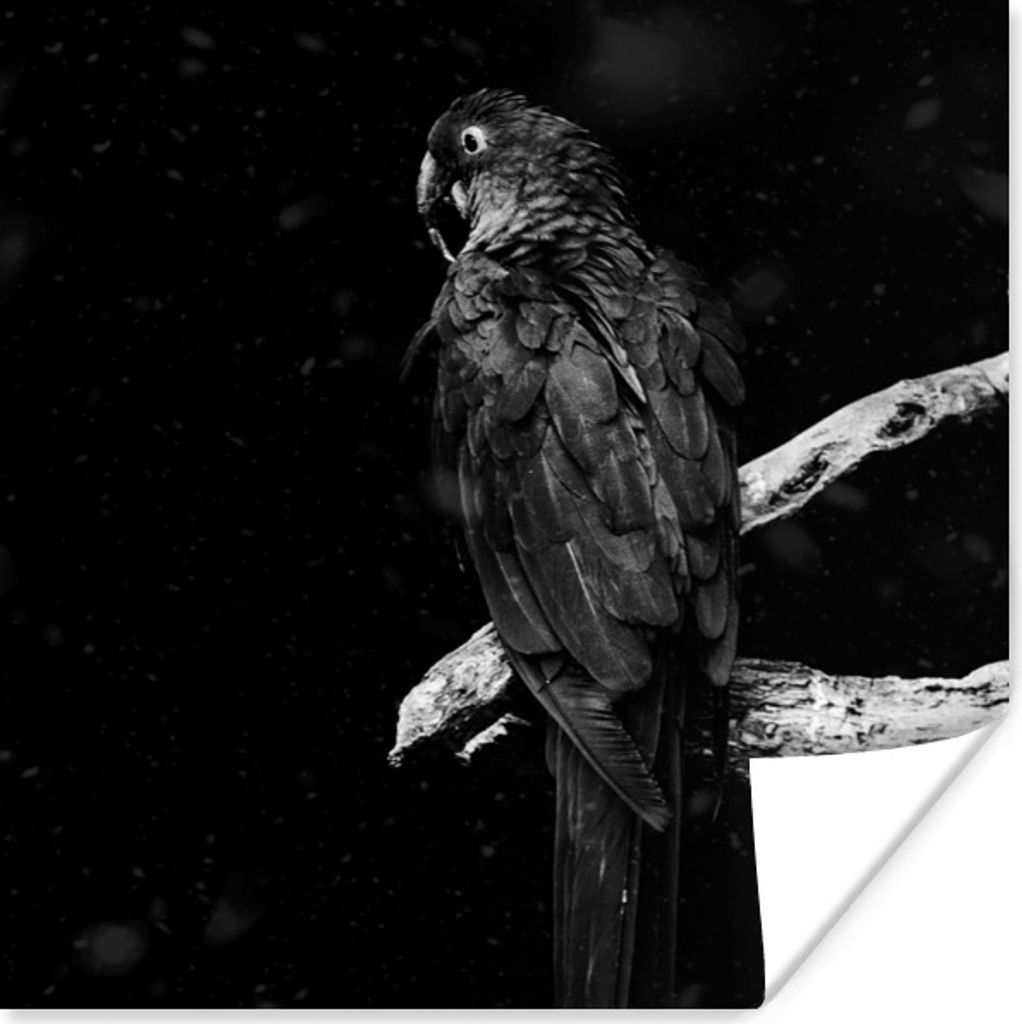 MuchoWow Poster Goldener Papagei auf einem Zweig vor einem schwarzen Hintergrund - schwarz und weiß 75x75 cm - Wand Dekoration