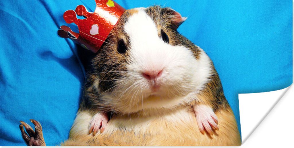 MuchoWow Poster Meerschweinchen - Lustig - Krone - Kinder - Jungen - Mädchen - Kind 40x20 cm - Poster für die Wand - Poster Schlafzimmer