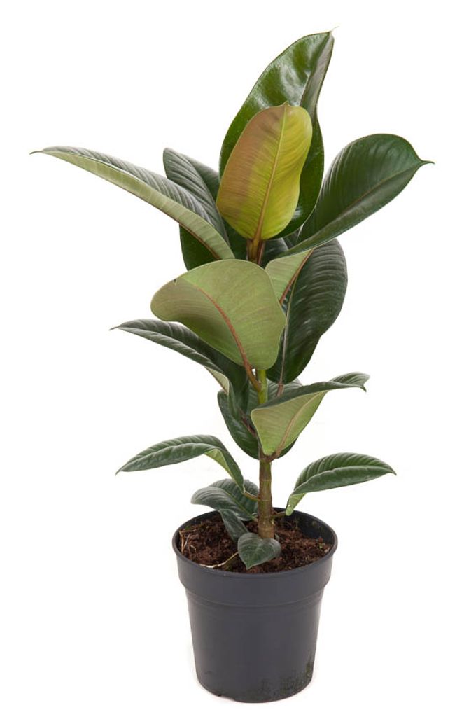 Gummibaum 30-40 cm Ficus elastica Robusta Zimmerpflanze 