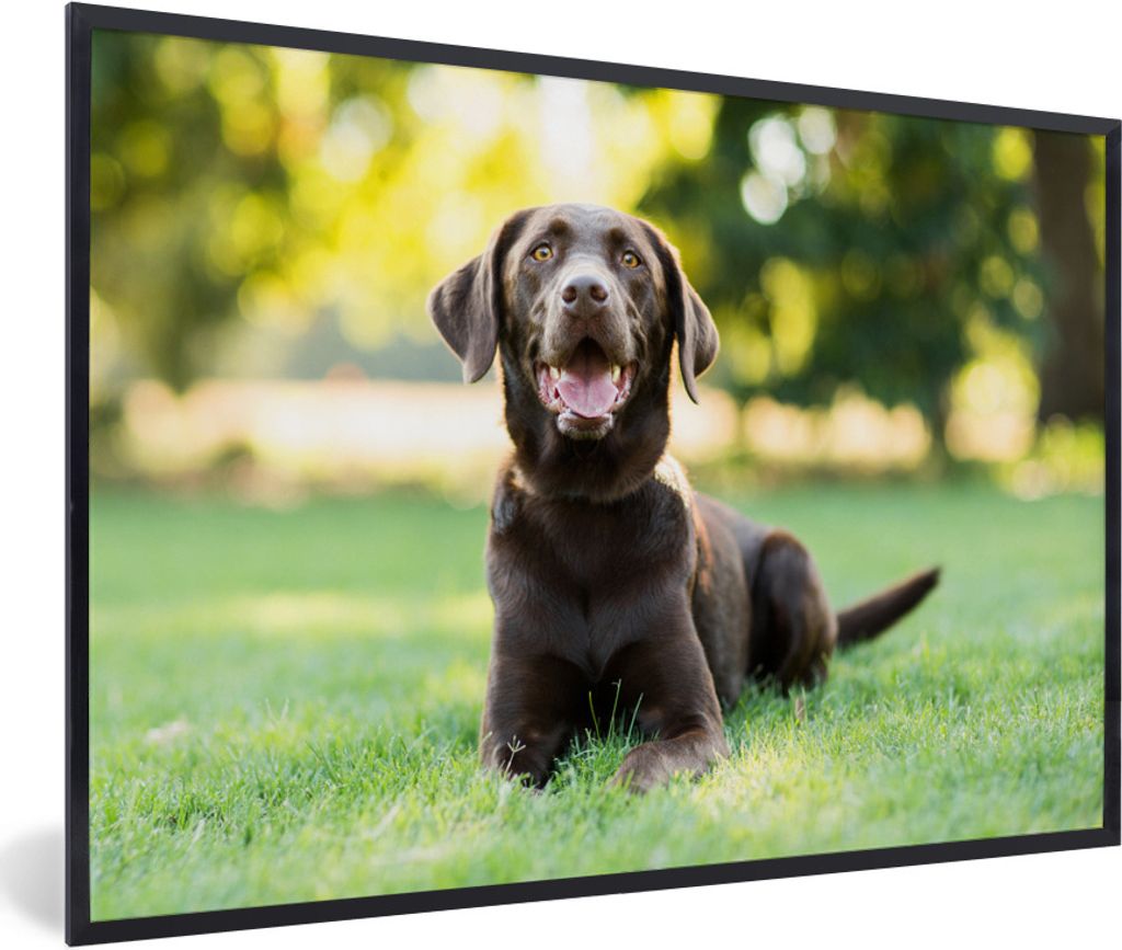 MuchoWow Gerahmtes Poster Ein Labrador Retriever liegt im Gras 90x60 cm - Poster mit Schwarzem Bilderrahmen Wandposter Rahmen Foto Bilder - Fotor...