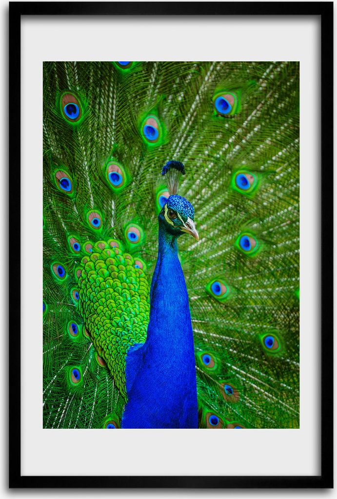 Bild - Bilderrahmen - 40 cm x 60 cm - MDF - Rahmen - Wandkunst - Pfau