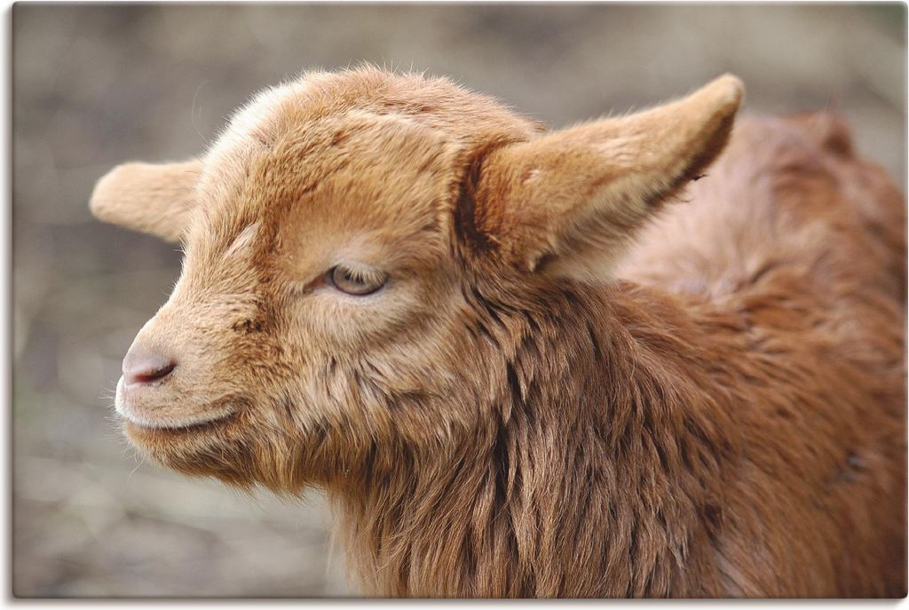 ARTland Leinwandbild Kleine Ziege Größe: 60x40 cm