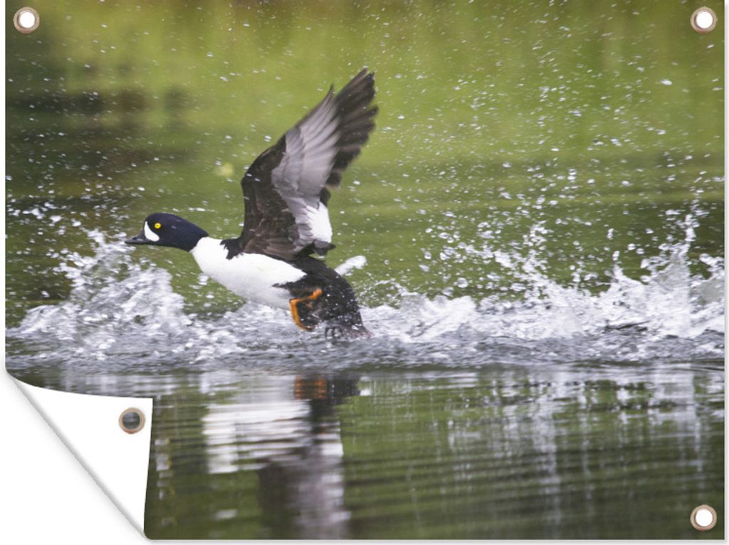 MuchoWow 80x60 cm Outdoor-Poster Gartendeko Sichtschutz Garten Poster für den Garten Eine Schellente erhebt sich aus dem Wasser