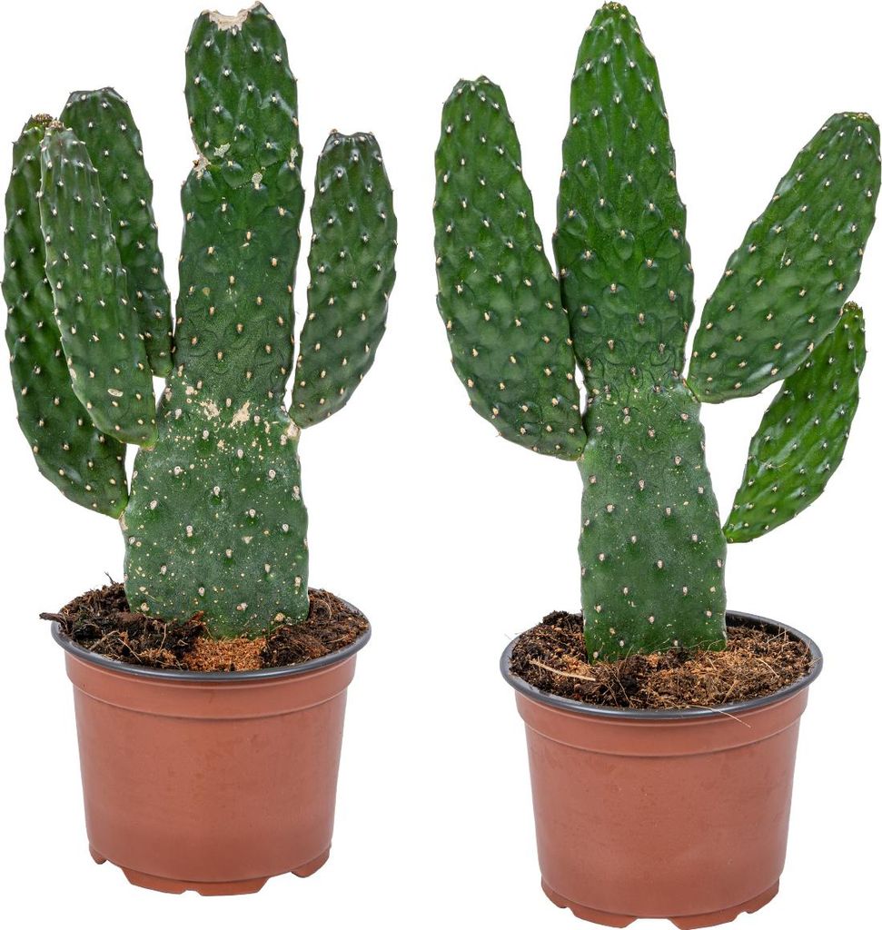 Bloomique - Lot de 2 - Opuntia Rubescens - Cactus raquette Image du produit 