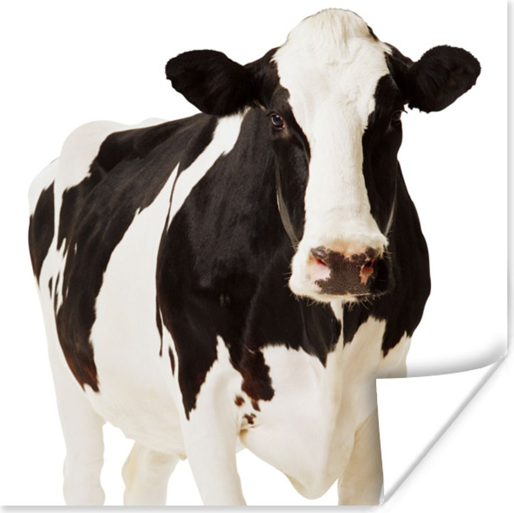 MuchoWow Poster Kuh - Weiß - Schwarz - Tiere 100x100 cm - Babyzimmer