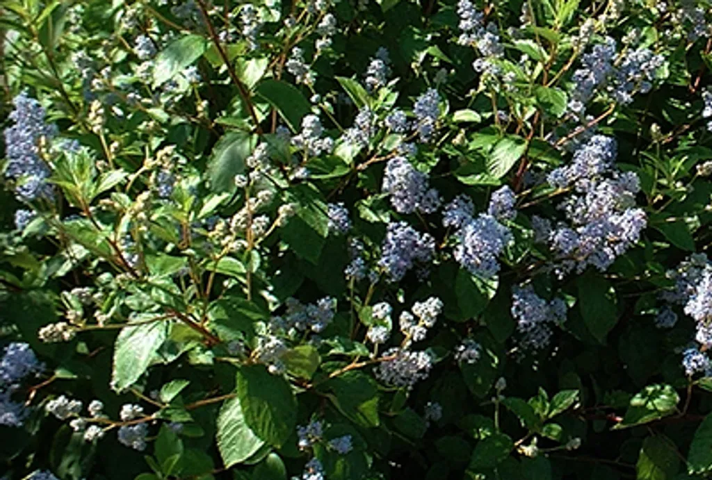 Arbuste Ceanothus Gloire de Versailles - Robuste et fleuri 40-50cm - 2