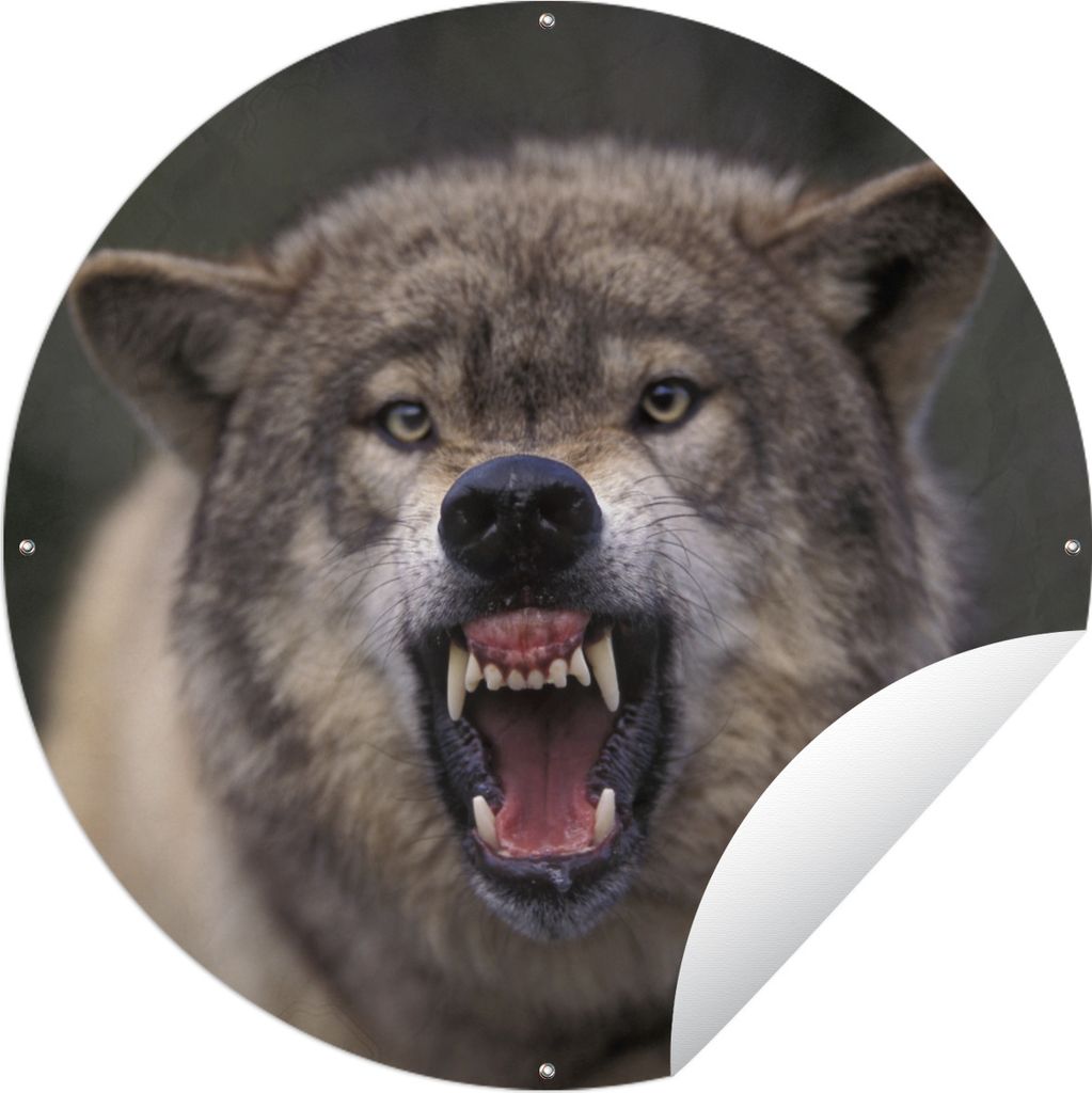 MuchoWow® Gartenposter Outdoor-Poster Rund Wolf - Maul - Produktbild 