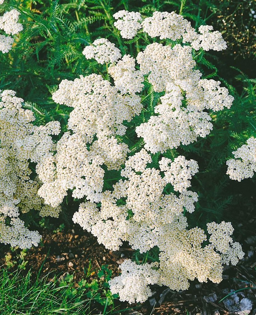 Achillea millefolium 'White Beauty', Schafgarbe, weiß, ca. 9x9 cm Topf