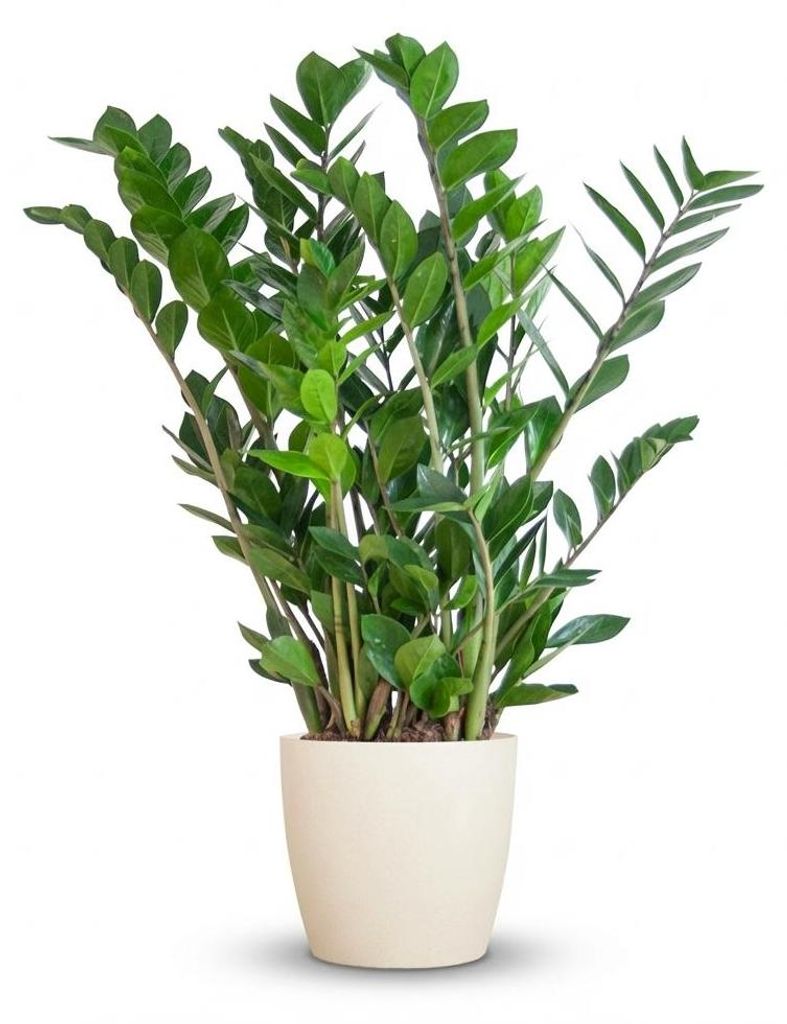 Zamioculcas Zamiifolia mit Viber Weiß - 70-80cm - Ø21cm - Zimmerpflanze - Immergrün