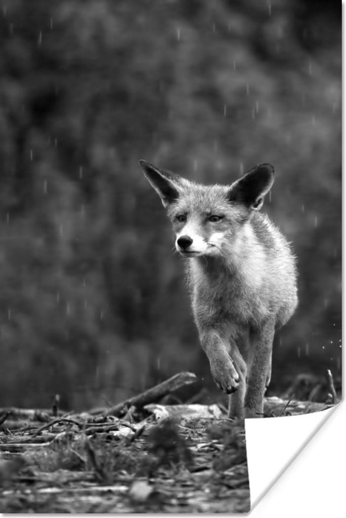 MuchoWow Poster Fuchs im Wald während eines Regenschauers - schwarz und weiß 20x30 cm - Papierdruck