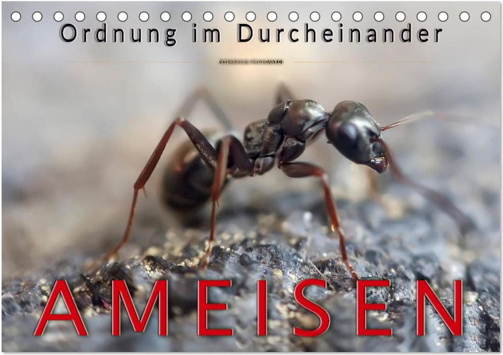 Ameisen - Ordnung im Durcheinander (Tischkalender 2026 DIN A5 quer), CALVENDO Monatskalender