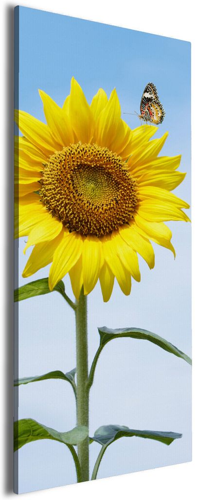 Wallario Premium Leinwandbild Sonnenblume mit Schmetterling in Größe 60 x 150 cm