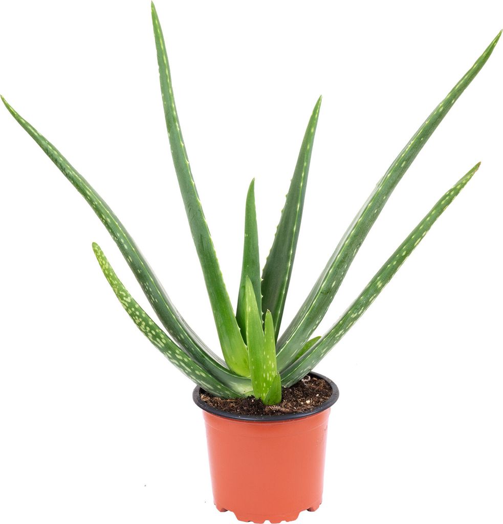 Aloe vera – luftreinigende & dekorative Sukkulente, Topf-Ø Produktbild 
