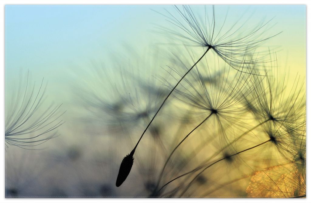 Wallario Premium Teppich, Größe 90 x 140 cm, Samen der Pusteblume in Nahaufnahme vor blauem Himmel