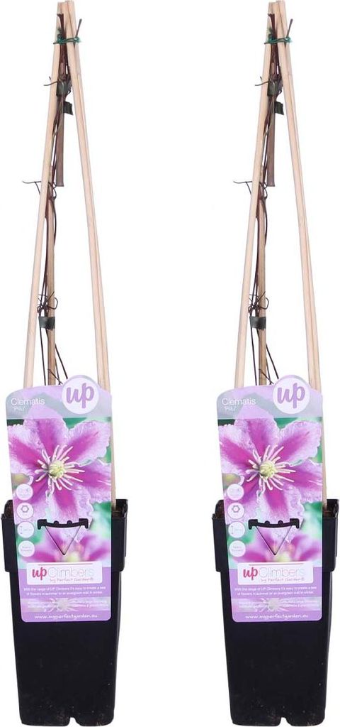 Bloomique - 2er-Set - Clematis Piilu - Großblütige Waldrebe Produktbild 