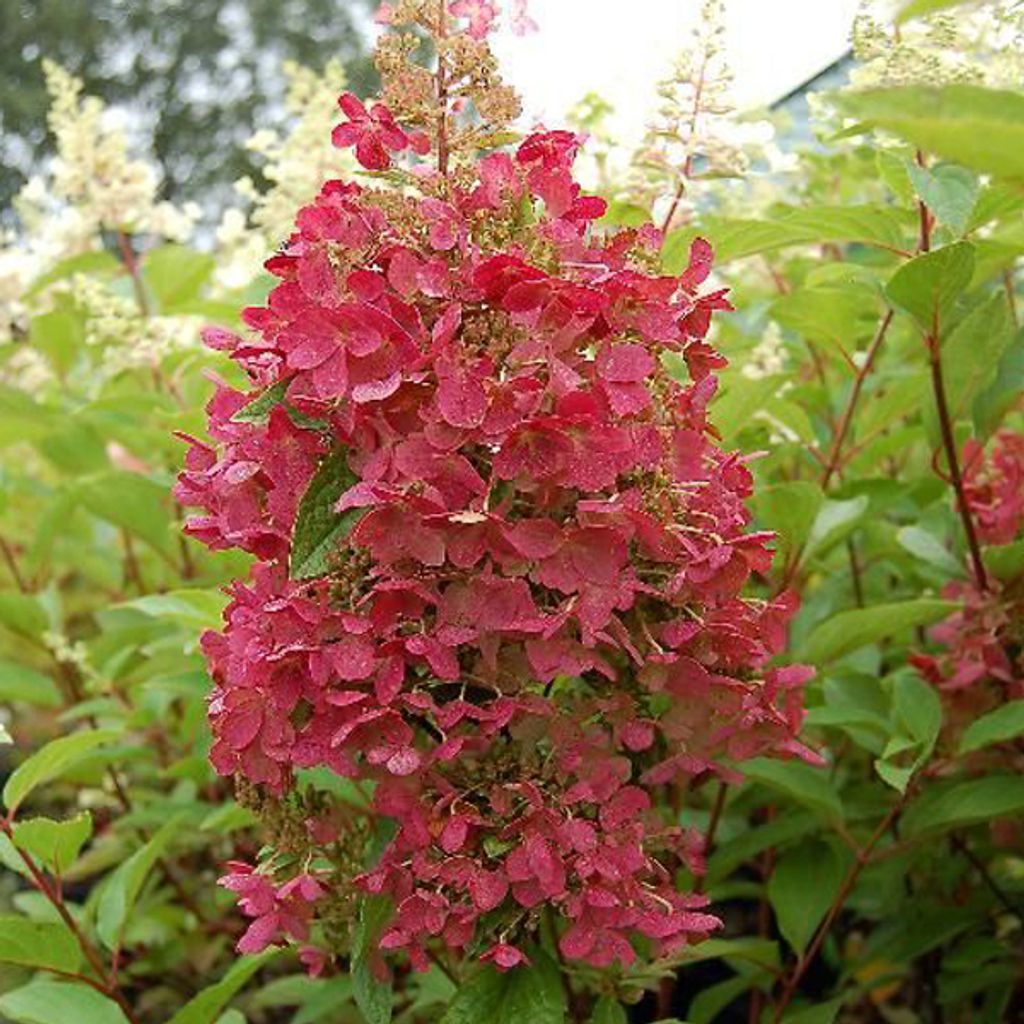 Hortensie - Hydrangea paniculata 'Pinky Winky' | 60-80 cm in Container