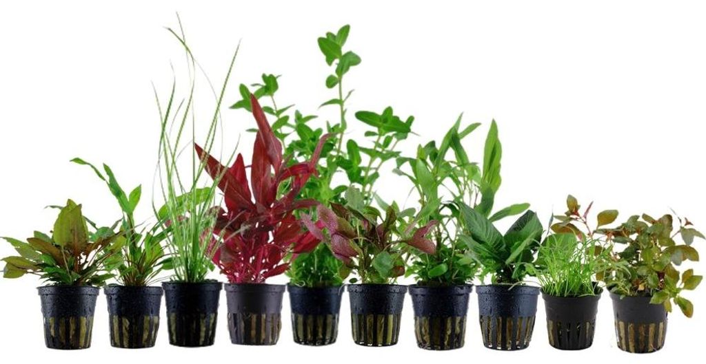 Pflanzen Set für 80l Aquarien mit 10 Topf Aquarium Produktbild 
