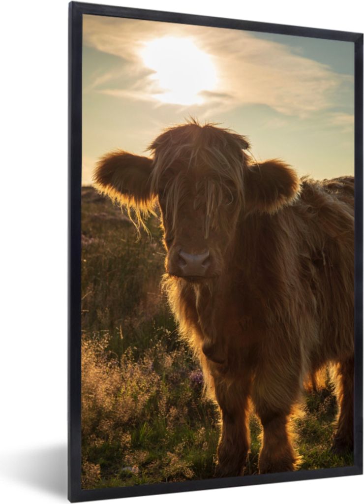MuchoWow MuchoWow Gerahmtes Poster Schottisches Hochlandrind - Sonnenuntergang - Gras 60x90 cm - Poster mit zchwarzem Bilderrahmen - Kunst