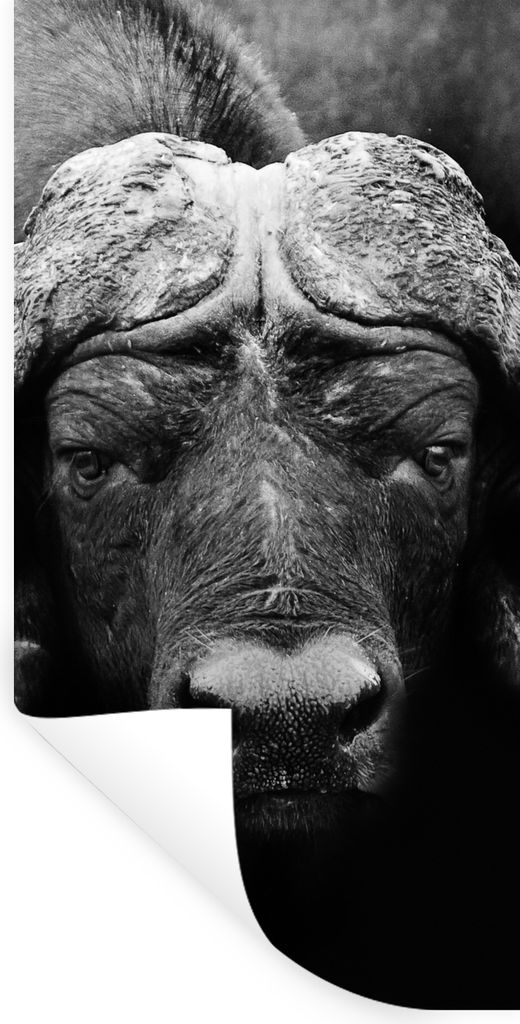 MuchoWow Wandtattoo Wandsticker Wandaufkleber Tiere - Büffel - Schwarz - Weiß - Porträt 60x120 cm Selbstklebend und Repositionierbar - Selbstk...