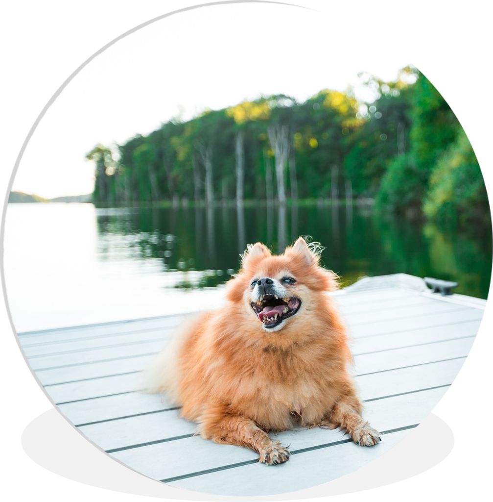 MuchoWow Rundes Wandbild - Runde Bilder Pomeranian liegend auf Steg Ø 90 cm Kreis Wanddekoration Kunststoff - Wandkreis - Wandschmuck - Wand-Kre...