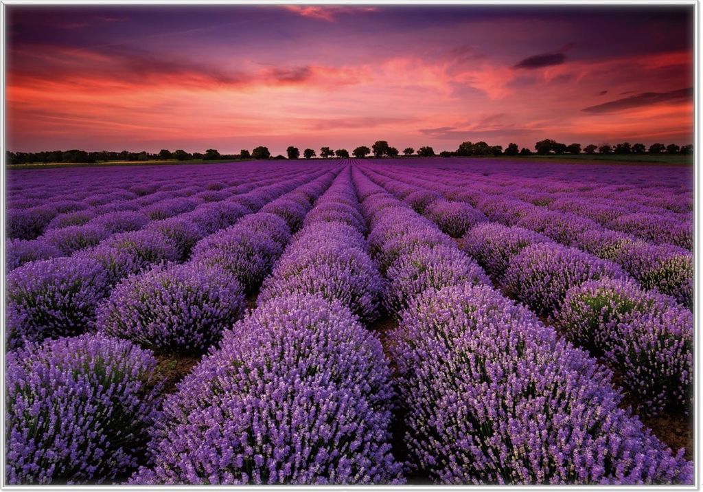 Wallario Wandbild Lavendelfeld unter rotem Himmel, Größe: 70,30 x 100,30 cm, Poster mit weißem Kunststoffrahmen