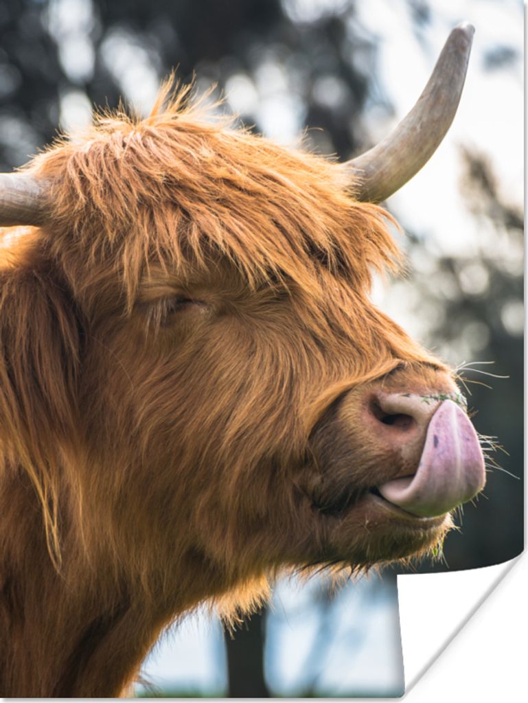 MuchoWow Poster Schottischer Highlander - Nase - Baum 60x80 cm - Schlafzimmer Dekoration