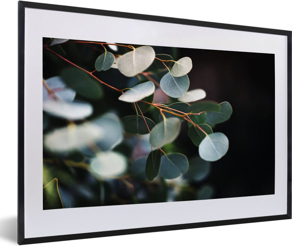 MuchoWow Gerahmtes Poster Eukalyptusblätter auf Zweigen 60x40 cm - Poster mit Schwarzem Bilderrahmen Wandposter Rahmen Foto Bilder - Schlafzimme...