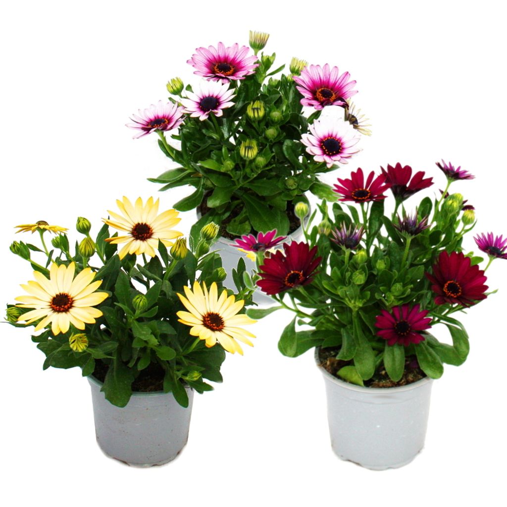 Kapkörbchen - Osteospermum ecklonis - 11cm Topf - Set mit 3 Produktbild 