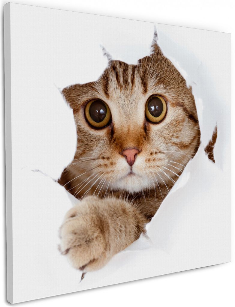 Wallario Premium Leinwandbild Katze mit Blick nach vorn in Größe 50 x 50 cm