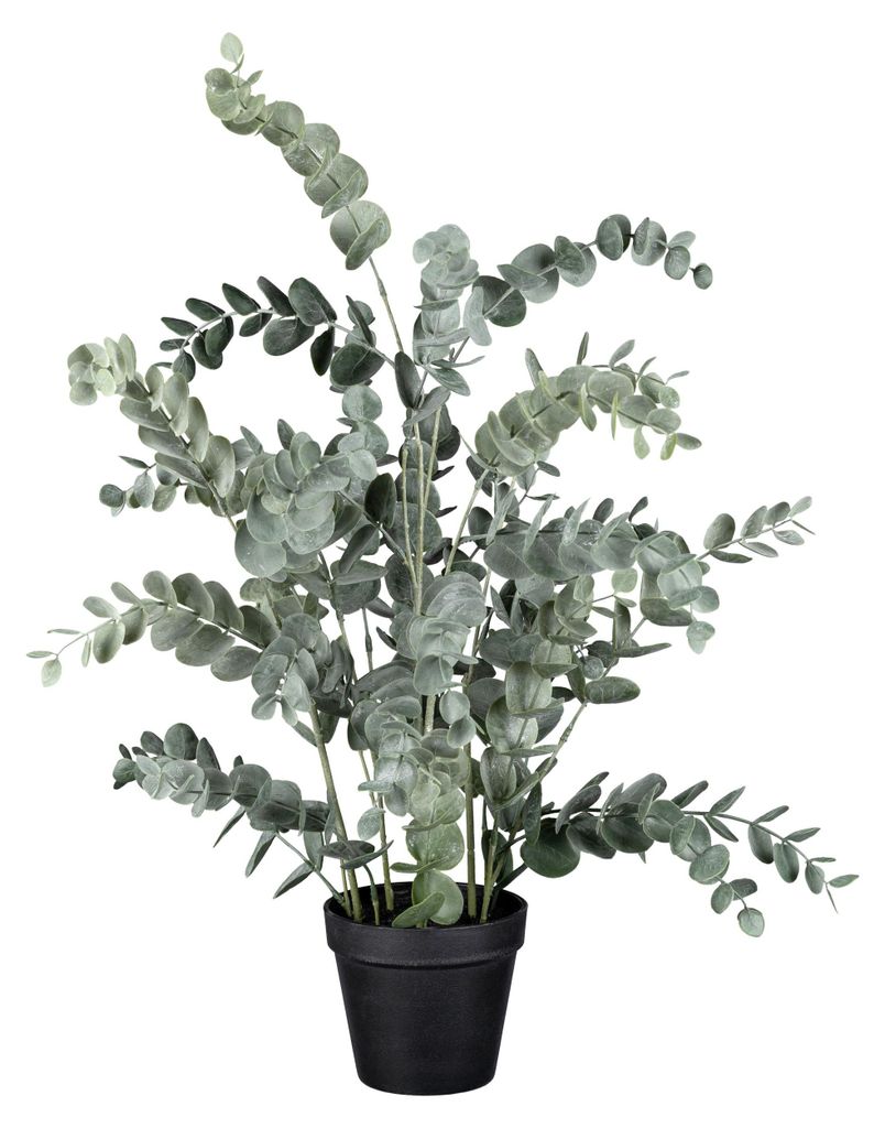 CREATIV green künstlicher Eukalyptus 67cm im schwarzen Produktbild 