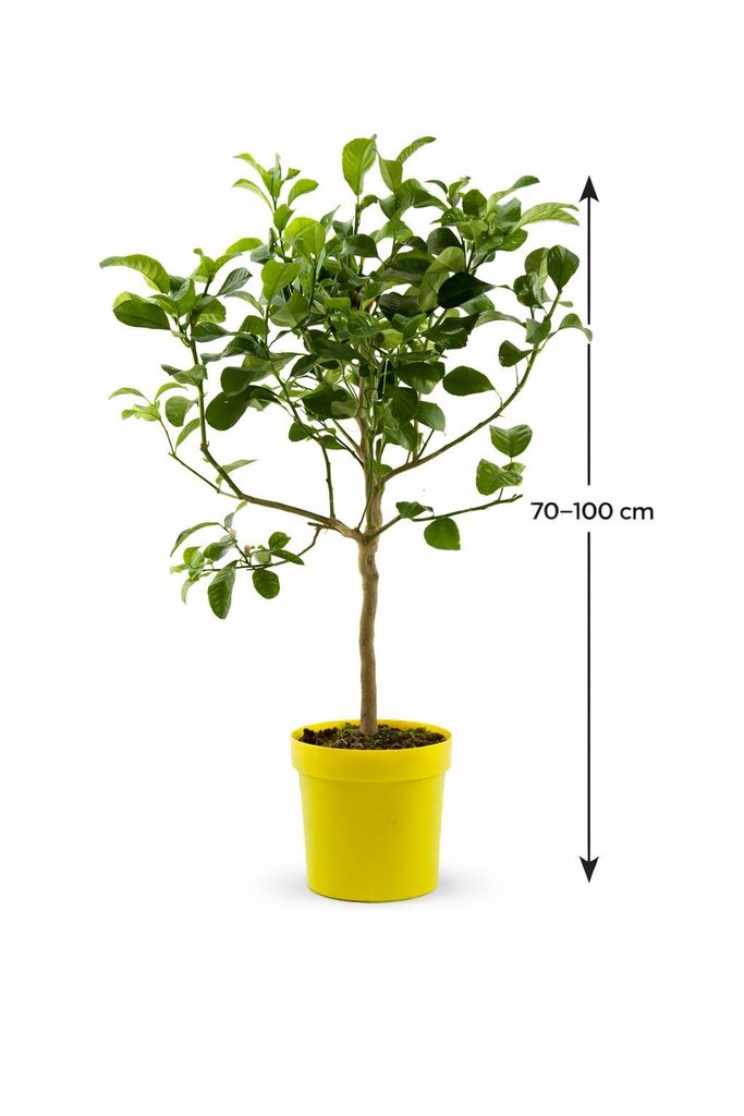 Citrus medica Zedratzitrone 70–100 cm Stämmchen – echte Zitronatzitrone, mediterraner Zitrusbaum für Kübel, aromatische Citrus Pflanze für ...