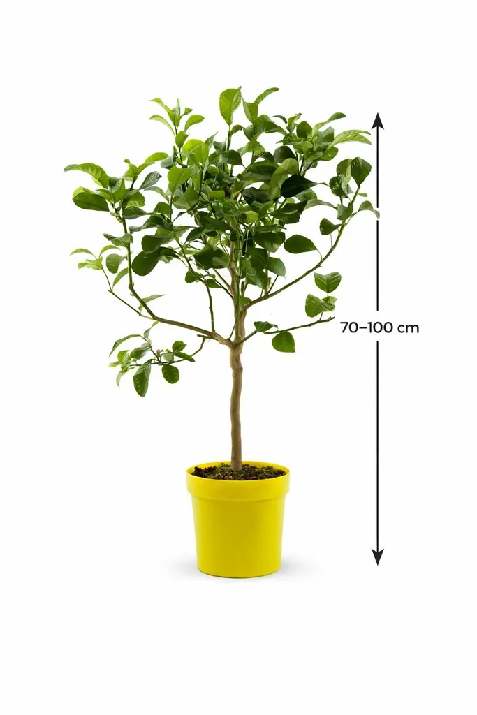 Citrus Medica Cédrat 70-100 cm : Véritable Citronnier de Méditerranée