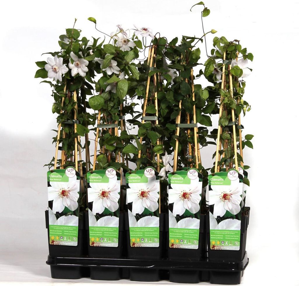 Clematis Miss Bateman 60-80 cm pianta rampicante Immagine del prodotto 