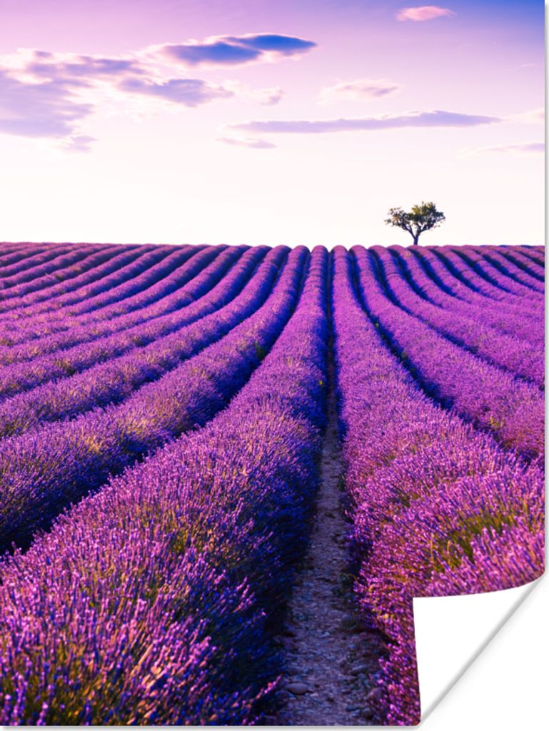 MuchoWow Poster Lavendel - Bäume - Lila - Blumen 120x160 cm - Wandbilder