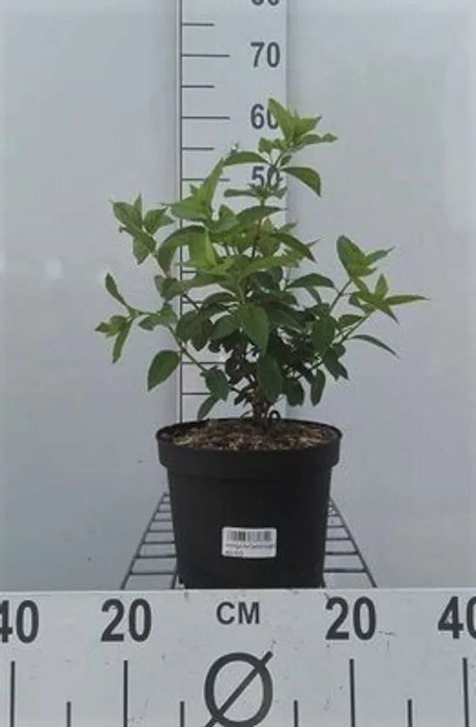 Aménager un massif fleuri avec l'Hortensia paniculé Diamond Rouge 50 cm